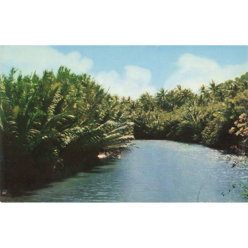 Vintage Ylig River Guam Postcard Ektachrome Photo by Ben Cespedes C6190